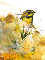 Townsend's Warbler Ink and watercolor