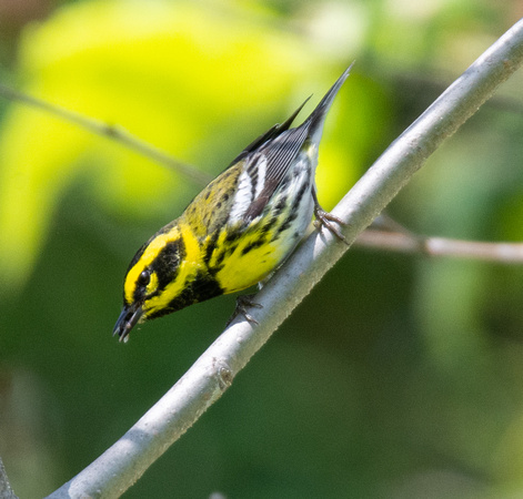 Townsend's Warbler - Setophaga townsendi