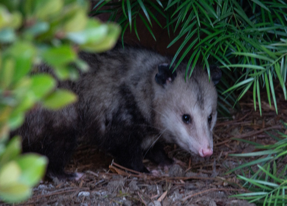 Opossum - Didelphis virginiana