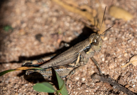 Grayish sagebrush grasshopper - Melanoplus cinereus ssp. cyanipes