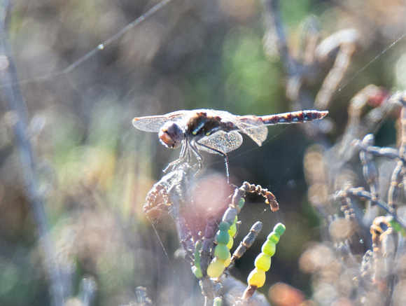 Variegated Meadowhawk - Sympetrum corruptum