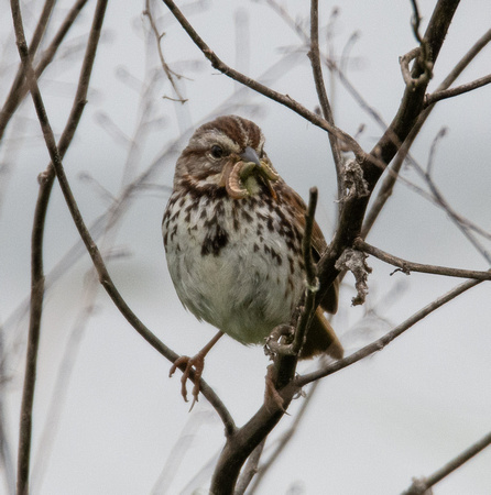 Song Sparrow - Melospiza melodia