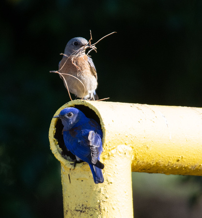 Western Bluebird - Sialia mexicana