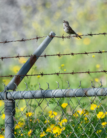 Song Sparrow - Melospiza melodia