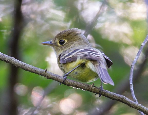 Western Flycatcher - Empidonax difficilis (formerly Pacific-slope)