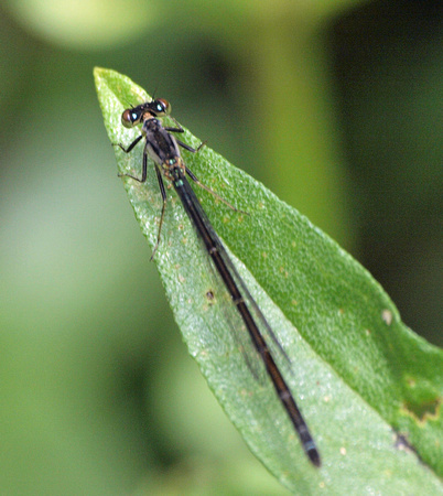 Damselfly 1 - Unidentified sp.