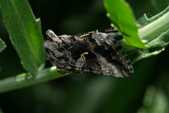 Alfalfa looper moth - Autographa californica