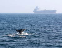 Gray whale - Eschrichtius robustus