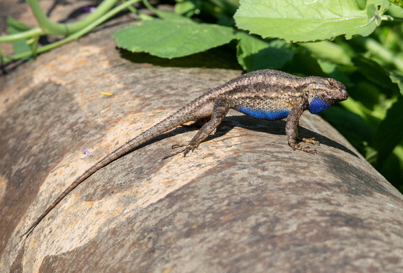 Western Fence Lizard - Sceloporus occidentalis