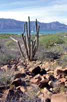 Sea of Cortez