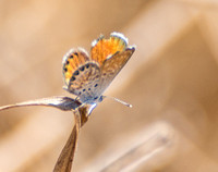 Western Pygmy-Blue - Brephidium exilis