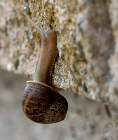 Garden Snail - Cornu aspersum