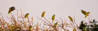 Red-crowned Parrot - Amazona viridigenalis