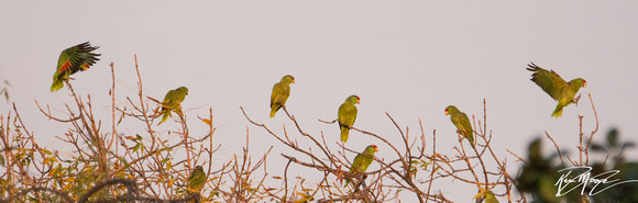 Red-crowned Parrot - Amazona viridigenalis