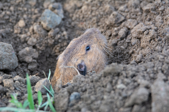 Botta's pocket gopher - Thomomys bottae