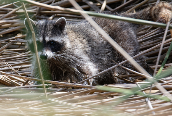 Raccoon - Procyon lotor