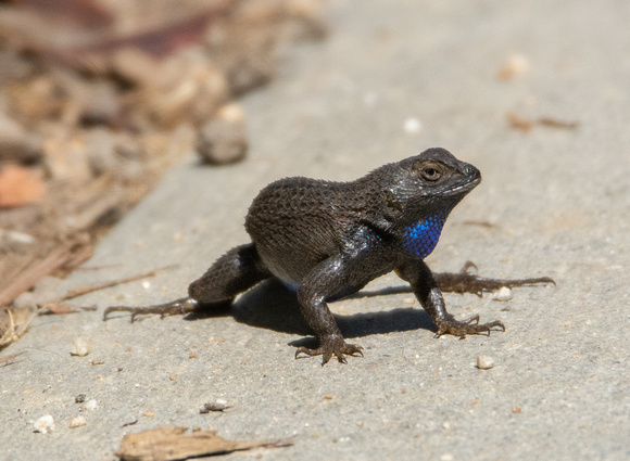 Western Fence Lizard - Sceloporus occidentalis