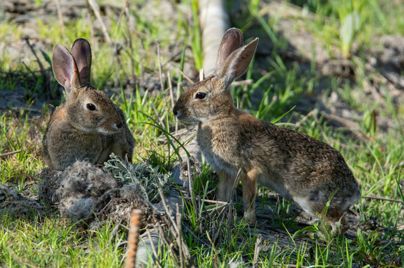 Desert cottontail  - Sylvilagus audubonnii