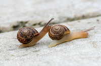 Garden Snail - Cornu aspersum