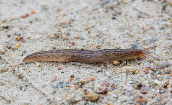 Threeband slug - Ambigolimax sp.