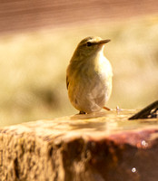 Tennessee Warbler - Oreothlypis peregrina