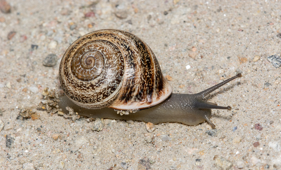 Milk Snail - Otala lactea