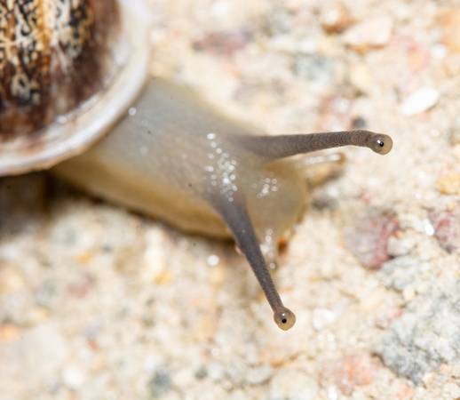 Milk Snail - Otala lactea