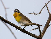 Yellow-breasted Chat - Icteria virens