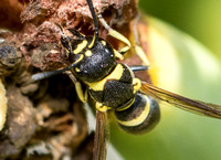 Mason wasp 4 - Parancistrocerus declivatus