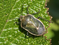 Say's stink bug -  Chlorochroa sayi