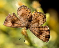 Fatal metalmark - Calephelis nemesis