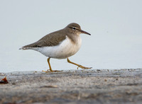 Spotted Sandpiper -Actitis macularia