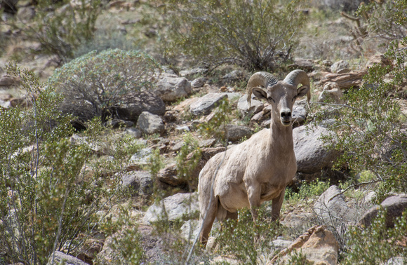 Desert bighorn sheep - Ovis canadensis nelsoni