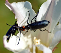 Red-eared blister beetle - Lytta auriculata