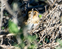 Nelson's Sparrow - Ammodramus nelsoni