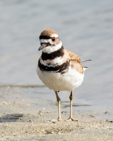 Killdeer - Catoptrophorus semipalmatus