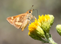 Woodland skipper - Ochlodes sylvanoides