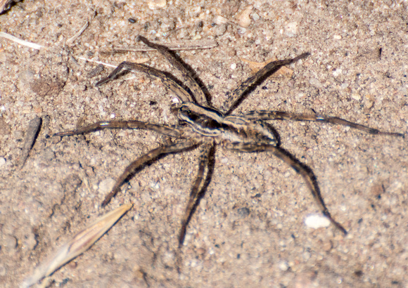 Wolf spider - Schizocosa mccooki