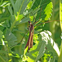 Giant western crane fly - Holorusia hespera