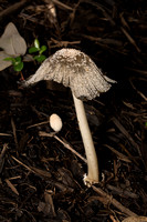 Hare's-foot Inkcap - Coprinopsis lagopus