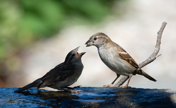House Sparrow - Passer domesticus
