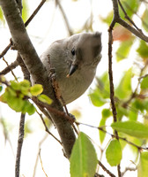 Oak Titmouse - Baeolophus inornatus
