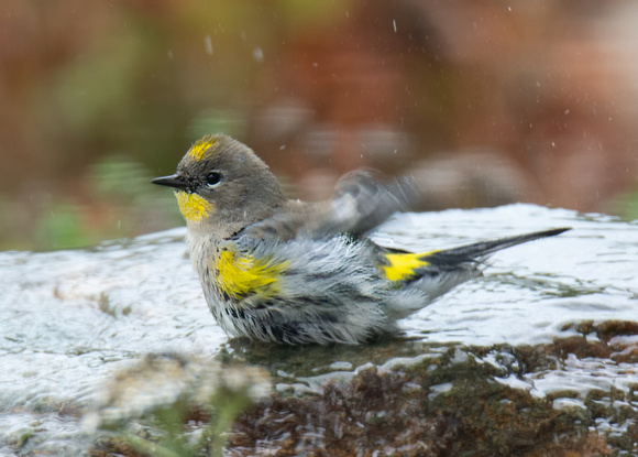 Yellow-rumped Warbler - Setophaga coronata