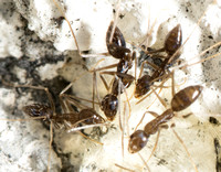 Longhorn Crazy Ant  - Paratrechina longicornis