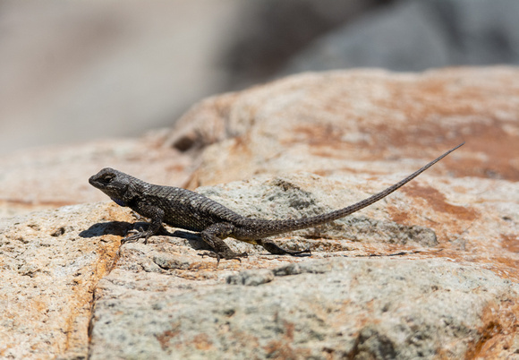 Western Fence Lizard - Sceloporus occidentalis