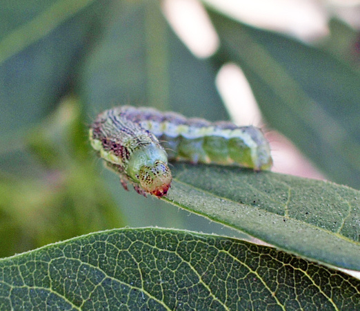 Noctuid - Unidentified sp.