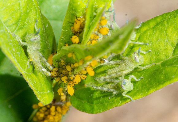 Gray bird grasshopper -Schistocera nitens, Oleander aphid - Aphis nerii