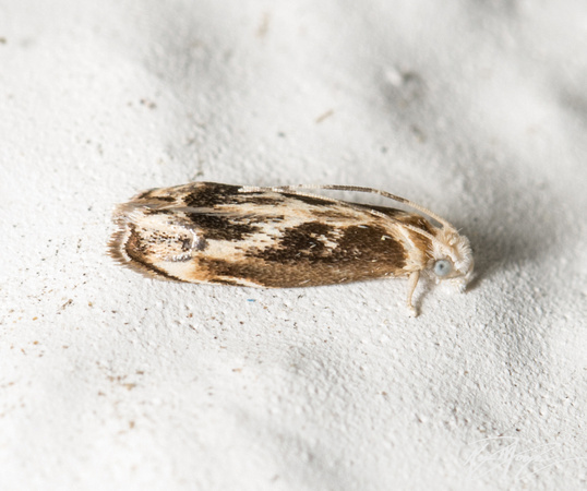 Hawaiian Dancing Moth - Dryadaula terpsichorella