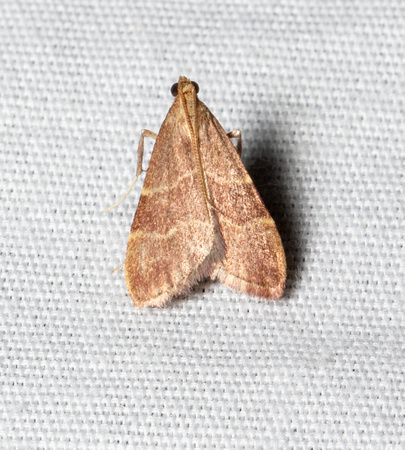 Pyralid moth - Arta epicoenalis