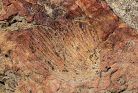 Fossil shell